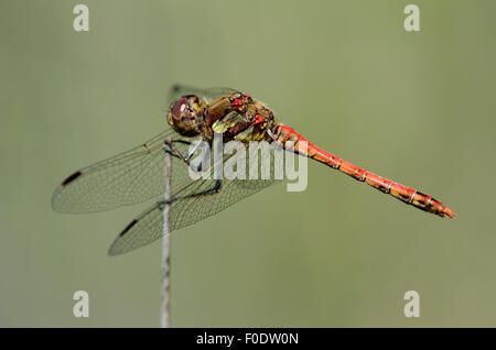 Eine gemeinsame Darter thront am Ende einer Stimmzunge UK Stockfoto
