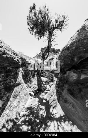 Einzigen Baum im Slot Canyon schwarz / weiß Fotografie Utah Stockfoto