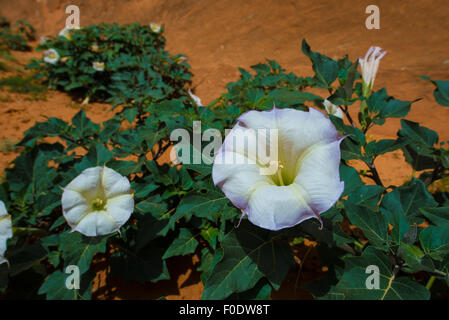 Heilige Datura Blüte in freier Wildbahn auch bekannt als: Western Jimsom Unkraut, Nachtschatten, Indischer Whisky Stockfoto