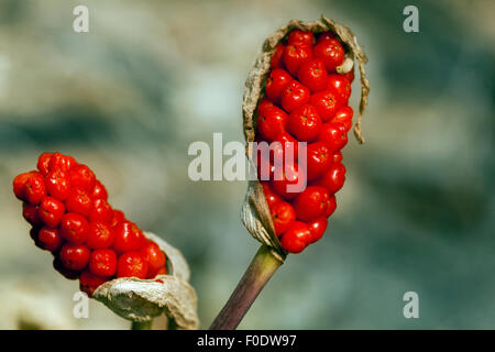 Kuckuck Pint oder Lords und Ladies - Arum maculatum - giftige Beeren Stockfoto