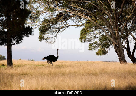 Strauß (Struthio Camelus) auf Grünland Stockfoto