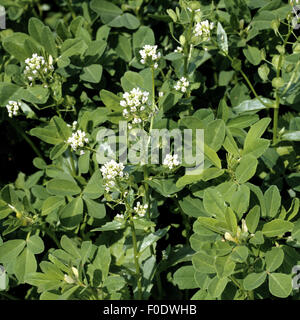 Würzpflanze, Samen, Gasse, Trigonella Foenum-Graecum, Stockfoto
