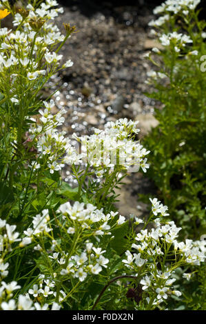 Brunnenkresse; Kapuzinerkresse; Officinale; Stockfoto