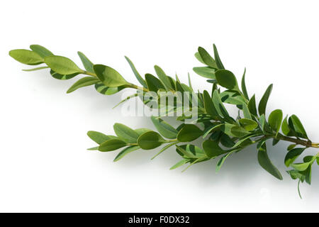 Buchsbaumzweig, Zweig, Buchsbaum, Buxus Sempervirens, Stockfoto