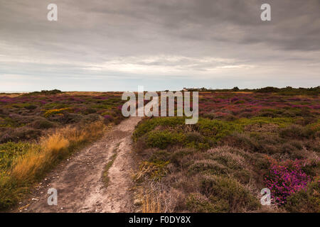 Götterdämmerung am Dunwich Heath Blickrichtung Coastguard Cottages Stockfoto