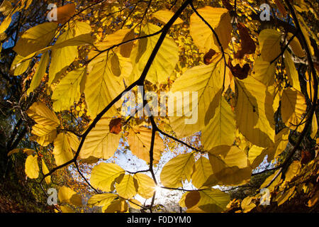 Blick durch Herbst Blätter Stockfoto