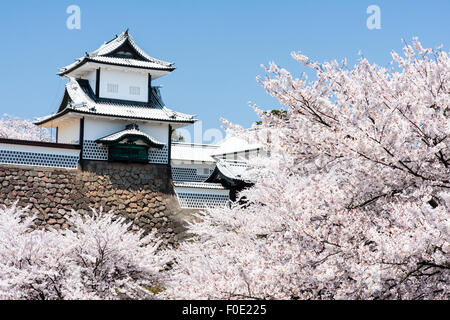 Japan, Kanazawa Castle. TCherry Blüten in voller Blüte um die Ishikawa-mon, das Tor mit der Verteidigung Türmchen, auf beiden Seiten. Blue Sky. Stockfoto