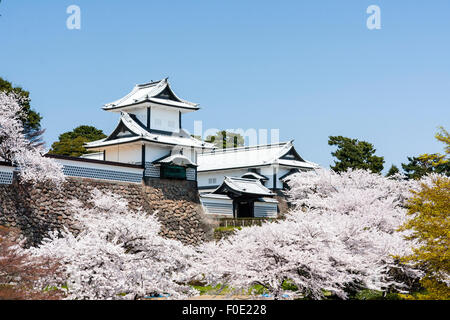 Japan, Kanazawa Castle. TCherry Blüten in voller Blüte um die Ishikawa-mon, das Tor mit der Verteidigung Türmchen, auf beiden Seiten. Blue Sky. Stockfoto