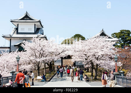 Japan, Kanazawa Castle. Touristische gefüllt Fußgängerbrücke mit der Präfektur Ishikawa-mon, das Tor mit der Verteidigung Türmchen, auf beiden Seiten. Kirschblüten, blauer Himmel. Stockfoto