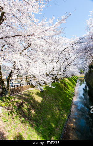 Japan, Kanazawa Castle Park. Shissei-en, das Wasser Garten. Reihe von Cherry Blossom Bäume in voller Blüte entlang der Wassergraben im Frühling. Blue Sky. Stockfoto