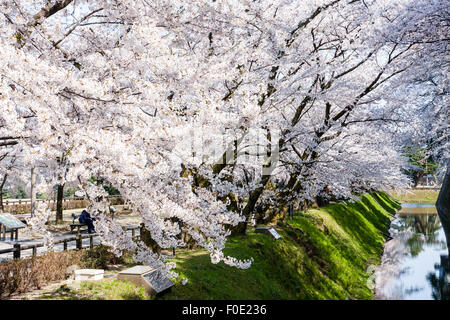 Japan, Kanazawa Castle Park. Shissei-en, das Wasser Garten. Reihe von Cherry Blossom Bäume in voller Blüte entlang der Wassergraben im Frühling. Blue Sky. Stockfoto