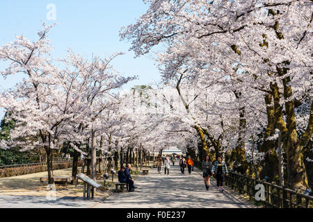 Japan, Kanazawa Castle Park. Menschen gehen unter Kirschblüten auf dem Gehweg entlang Shissei-en, das Wasser Garten. Hana-mi, Kirschblüte anzeigen. Stockfoto