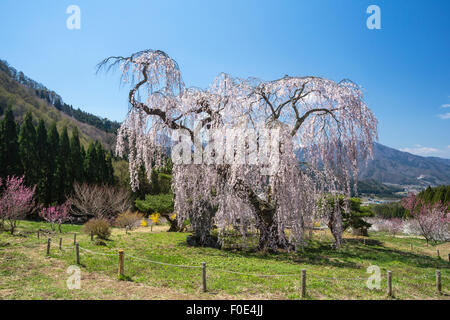 Weinender Kirschenbaum in Nagano, Japan Stockfoto