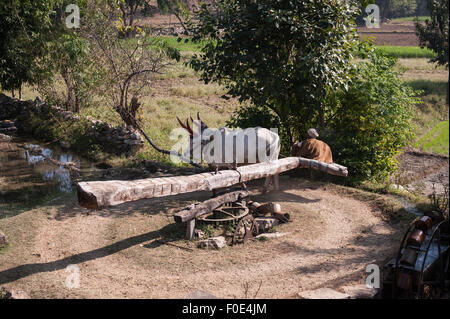 Indien; Straße von Udaipur, Jodhpur. Alter Mann ein paar Ochsen um ein Wasserrad für die Bewässerung der Felder zu versorgen. Stockfoto