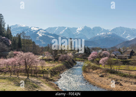 Kirschbäume und Mt. Hakuba bei Nagano, Japan Stockfoto