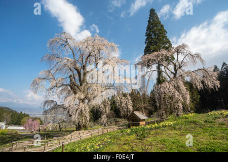 Weinender Kirschenbaum in Nagano, Japan Stockfoto