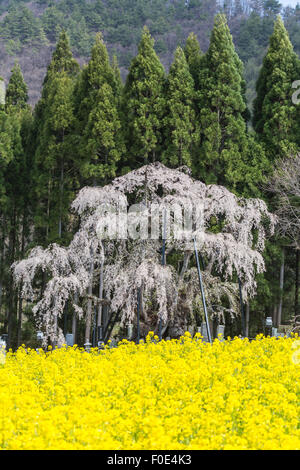 Weinende Kirschbaum und Senf Blumen in Nagano, Japan Stockfoto