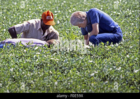 Präsident Jimmy Carter und sein Bruder Billy Carter sind durch ein Farmpächter verbunden, wie sie ihre Sommer-Erdnuss-Ernte bewerten. 11. November 2014. Die Carters eigene Flächen von Ackerland um Plains, Georgia zusammen mit einer Erdnuss Lagerhalle in dieser Stadt, obwohl der Präsident Bestände in ein blindes Vertrauen während seiner Präsidentschaft gehalten werden. © Ken Hawkins/ZUMA Draht/Alamy Live-Nachrichten Stockfoto