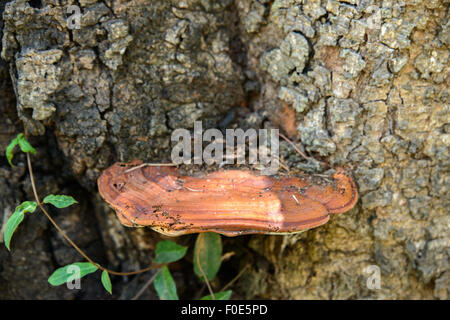 Pilzzucht auf Baum Stockfoto