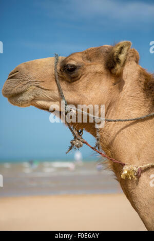 Kamel ruht unter der Sonne in der Nähe von Essaouira am Strand von Sidi Kaouki, Marokko Stockfoto