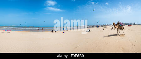 Panorama der Kamele am Strand von Essaouira, mit Menschen und Kite-Surfer im Hintergrund abgebildet. Marokko-2014. Stockfoto