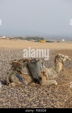 Kamele, die Ruhe unter der Sonne in der Nähe von Essaouira am Strand von Sidi Kaouki mit Fischerbooten im Hintergrund, Marokko Stockfoto