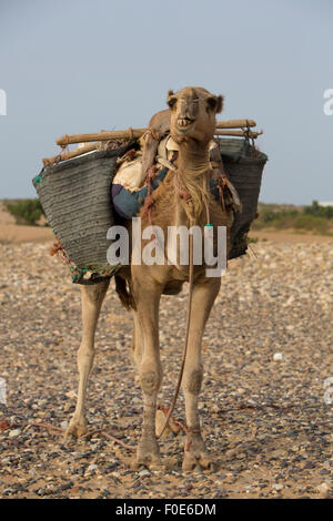 Kamele, die Ruhe unter der Sonne in der Nähe von Essaouira am Strand von Sidi Kaouki, Marokko Stockfoto