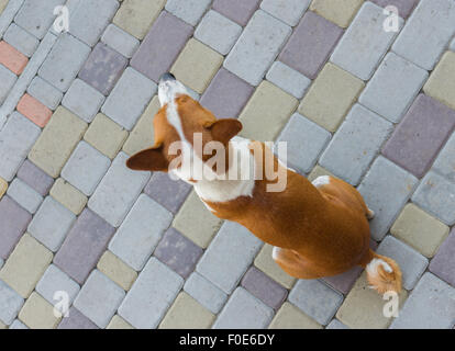 Basenji Hunde sitzen auf einem Straßenpflaster und wartet auf den Meister Stockfoto