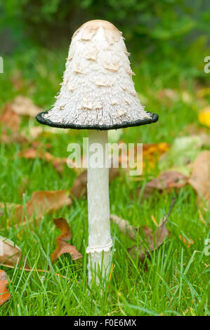 Große, ungewöhnliche Pilz auf einem Hintergrund von Grün und gelb Laub. Stockfoto
