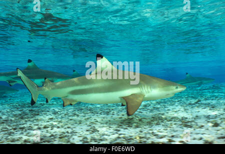 SCHWARZSPITZEN RIFF HAI SCHWIMMEN IM FLACHEN WASSER Stockfoto