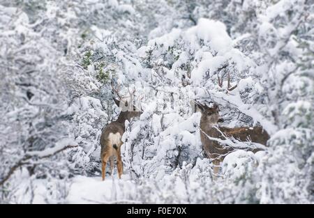 Nordarizona Maultier-Rotwild im Winter. Arizona Tierwelt. Stockfoto