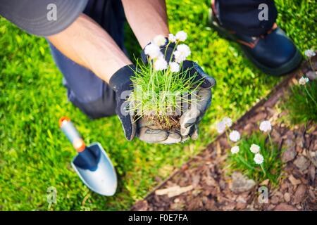 Gärtner Neubepflanzung kleine Blüten. Nahaufnahme Foto. Frühling Neupflanzung in einem Garten. Stockfoto