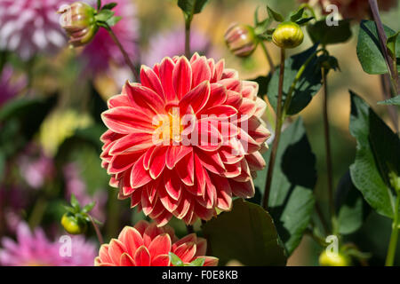 Dahlia Garden Festival Stockfoto