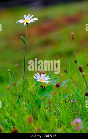 Grasgrün und Kamillen im Feld Stockfoto
