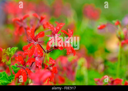 Geranien Blumen Makro Nahaufnahme Stockfoto