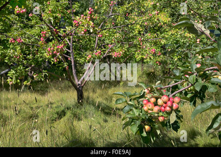 Bunte Äpfel reifen im Obstgarten, Bio-Bauernhof. Stockfoto