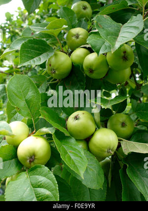 Äpfel wachsen auf einem Baum, Taunton, Somerset, Großbritannien Stockfoto