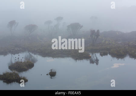 Landschaft mit Wasser und Reflexionen von endemischen Pflanzen und Blumen auf dem Gipfel des Mount Roraima-Tepui in den frühen Morgenstunden, Gran Stockfoto