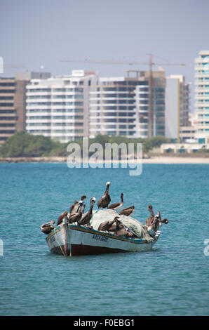 Gruppe von Pelikanen, stehend auf einem Fischerboot in der Bucht von Pampatar. Stockfoto