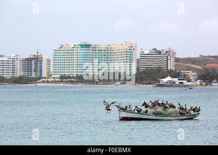 Gruppe von Pelikanen auf einem Fischerboot in der Bucht von Pampatar mit neu errichteten Gebäude im Hintergrund stehen. Venezuela Stockfoto