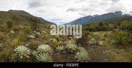 Blick auf die Paramos, endemische Pflanzen, Berg in der Nähe von Merida. Einzigartiges Ökosystem gefunden in den Anden von Venezuela, Kolumbien, Ecuador, Stockfoto