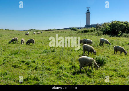 Schafe weiden in der Nähe von Cap Gris Nez 'Kreuz' Leuchtturm in Audinghen, Pas-De-Calais, Frankreich Stockfoto