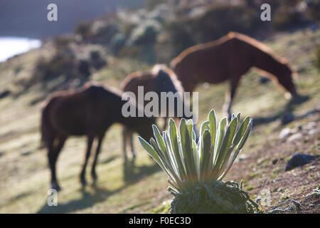 Endemischen grünen Pflanzen namens Frailejon in spanischer Sprache mit Sonnenstrahlen bei Sonnenuntergang und drei Wildpferde streut im Hintergrund Stockfoto