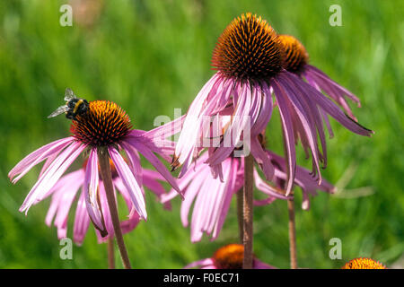 Echinacea Purpurea (östliche Sonnenhut oder Sonnenhut) Stockfoto