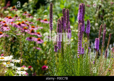 Liatris spicata, dichter strahlender Stern oder Schwulenfedern auf der Wiese Stockfoto