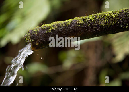 Quellwasser sprudelt aus dem Boden in den herbstlichen Wald Banos, Ecuador. Stockfoto