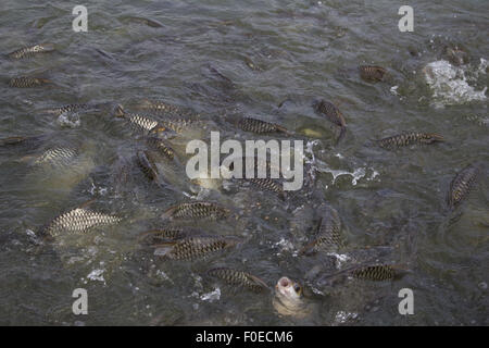 Java Widerhaken, Silber Barb Fisch Hektik Essen Feed in Hof, Closeup-Szene Stockfoto