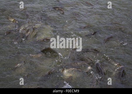 Java Widerhaken, Silber Barb Fisch Hektik Essen Feed in Hof, Closeup-Szene Stockfoto