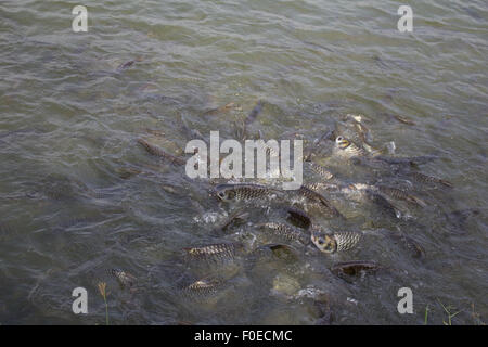 Java Widerhaken, Silber Barb Fisch Hektik Essen Feed in Hof, Closeup-Szene Stockfoto