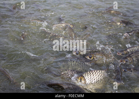 Java Widerhaken, Silber Barb Fisch Hektik Essen Feed in Hof, Closeup-Szene Stockfoto